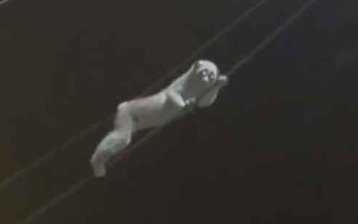 Con vật kỳ bí đu đây điện giữa đêm tối, cảnh tượng khiến người dân xôn xao