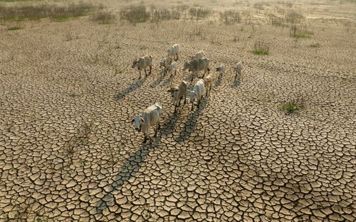 Dự báo El Nino cực đoan tại Trung Quốc: Thị trường nhiên liệu rơi vào thế khó