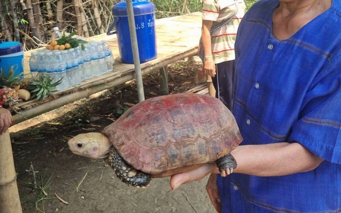 Phát hiện con rùa màu đỏ quý hiếm, người dân ùn ùn kéo đến cầu may