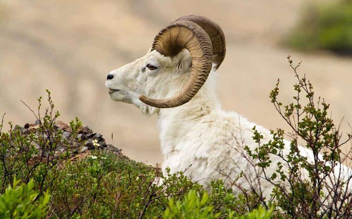 3 con giáp càng cô đơn càng bản lĩnh, không cần nhiều mối quan hệ vẫn sống rất vững vàng