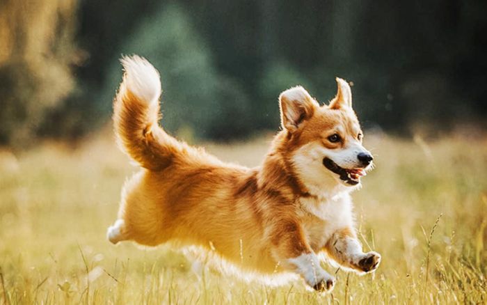 3 con giáp thẳng tính đến mức dễ mất lòng nhưng lại rất đáng tin