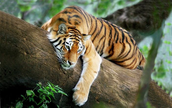 4 con giáp càng cô đơn càng mạnh mẽ, không cần dựa dẫm vẫn tự xây dựng cuộc sống vững vàng