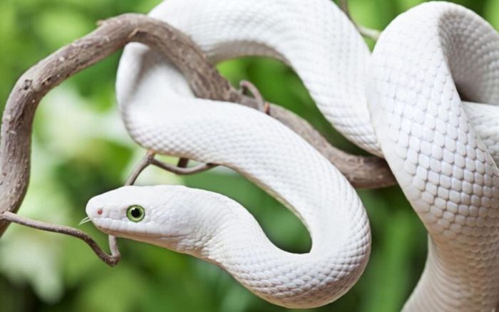 3 con giáp ít nói về khó khăn của mình: Bên ngoài bình thản, bên trong lại chịu đựng rất nhiều