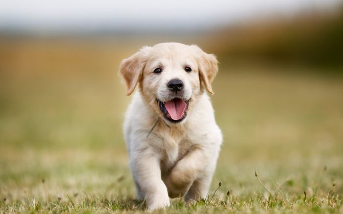 3 con giáp không giỏi nói lời hoa mỹ nhưng một khi lên tiếng thì ai cũng phải lắng nghe