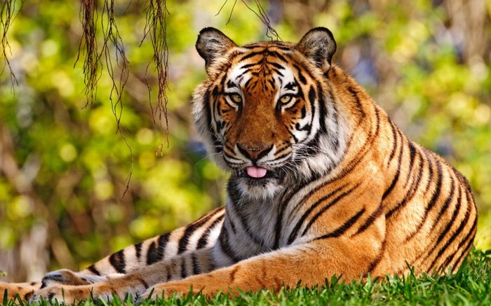 4 con giáp không sống theo số đông, càng bị hiểu lầm càng kiên định, đến khi thành công ai cũng nể