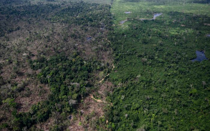 Mất rừng toàn cầu giảm mạnh trong năm 2025 sau khi đạt mức cao kỷ lục