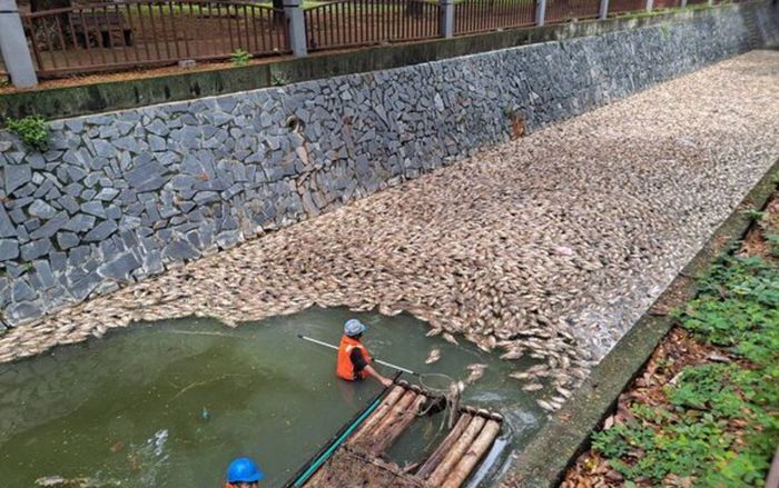 300kg cá chết nổi trắng sông, bốc mùi hôi nồng nặc khiến người dân hoảng hốt