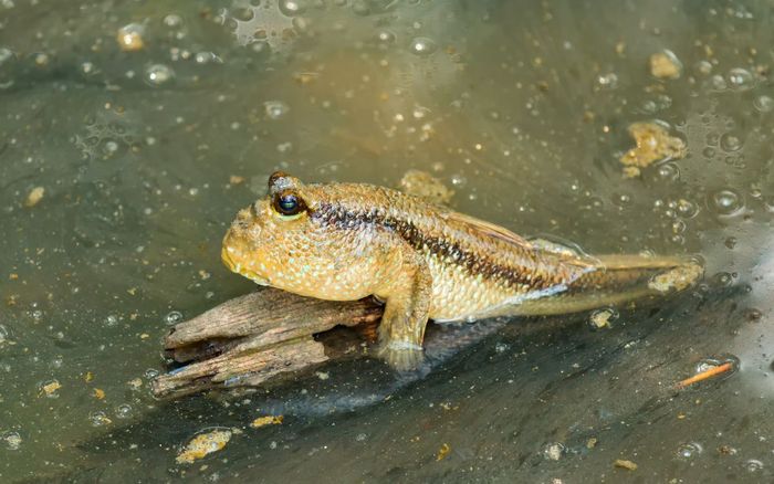 Loại cá xấu từ ngoại hình đến cái tên nhưng là đặc sản trứ danh miền Tây, ăn một lần là nhớ mãi