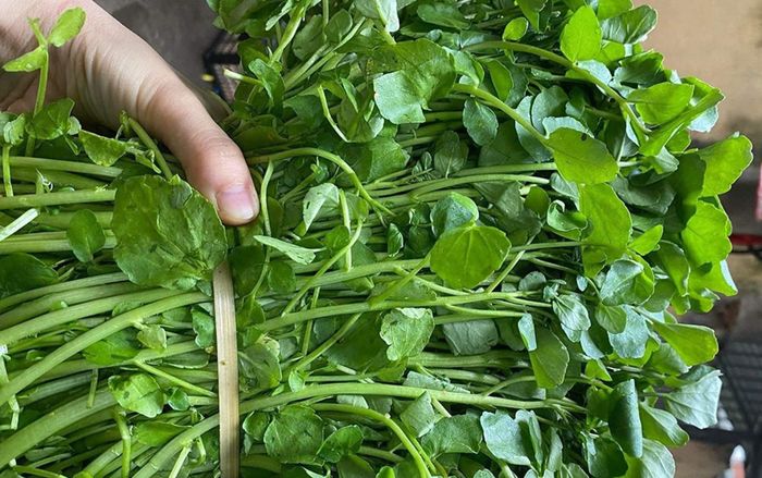 Loại rau tốt nhất thế giới, ở Việt Nam có nhiều, nấu canh ăn cực mát