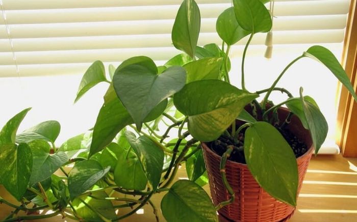 5 loại cây quen mặt nhưng tiềm ẩn rủi ro sức khỏe: Đừng đặt bừa trong phòng kín