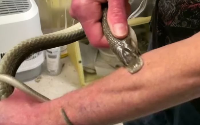 Người đàn ông bị rắn cắn hơn 200 lần suốt 20 năm, tạo ra 'siêu kháng thể' cứu người