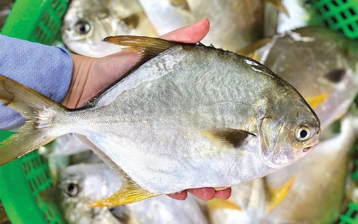 Loại cá chưa bao giờ 'lỗi thời' trong các bữa cơm, thịt trắng lại ít mùi tanh nên ai cũng thích