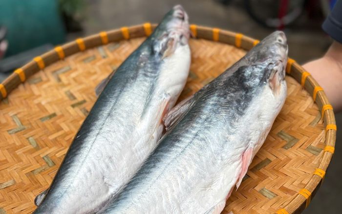 Loại cá đặc sản vùng nước lợ ở miền Tây, càng làm khô càng đắt giá