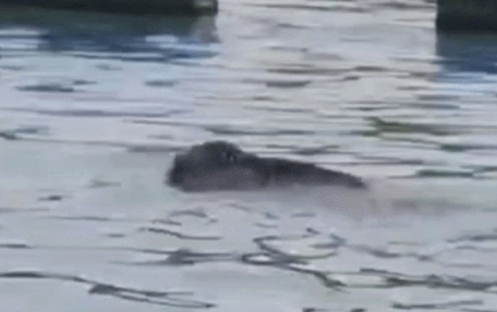 Chèo thuyền trên sông, người dân hoảng hốt khi con 'thủy quái' trồi lên mặt nước