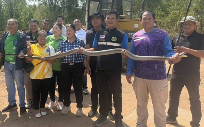 Con rắn hổ mang chúa 'đột nhập' vào nhà máy, nghẹt thở cảnh tượng vây bắt