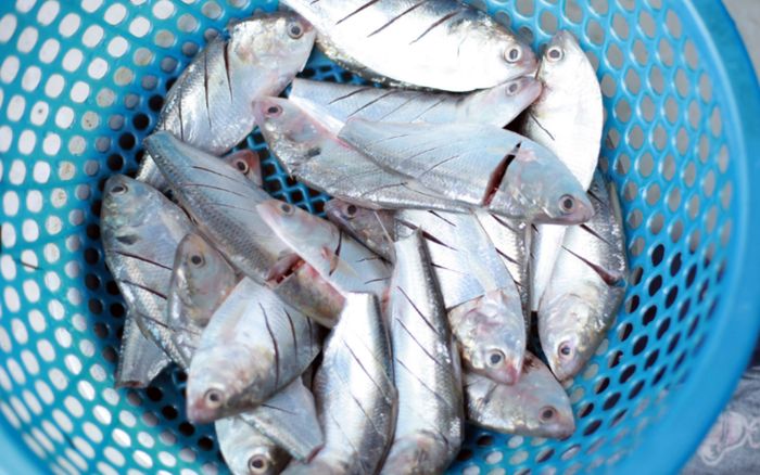 Loại cá bình dân nhưng ngon như đặc sản, lên mâm là hết sạch trong tích tắc