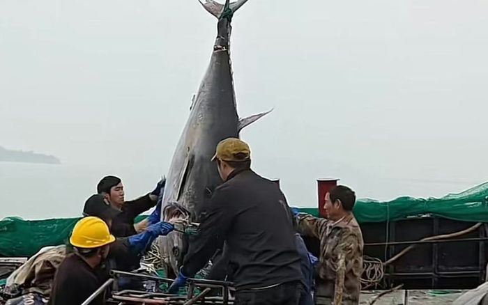 Ngư dân bắt được 2 con cá khổng lồ, giá trị hơn 350 triệu đồng