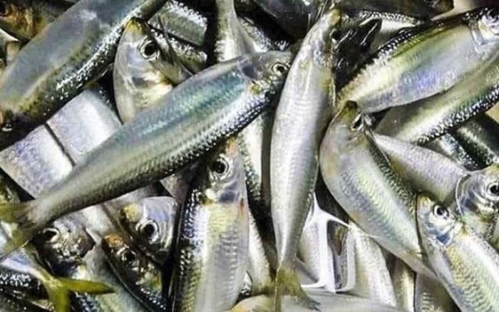 Loại cá bình dân bán đầy ở chợ Việt, 'cánh mày râu' mua về làm gỏi nhậu hết ý