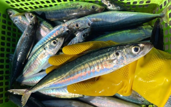 3 loại cá nhìn tươi ngon nhưng dễ bị tẩm ướp hóa chất, người mua không phải ai cũng biết