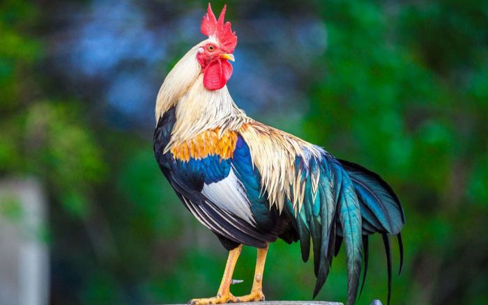 4 con giáp thường bị đánh giá thấp, nhưng càng về sau càng chứng minh được giá trị của mình