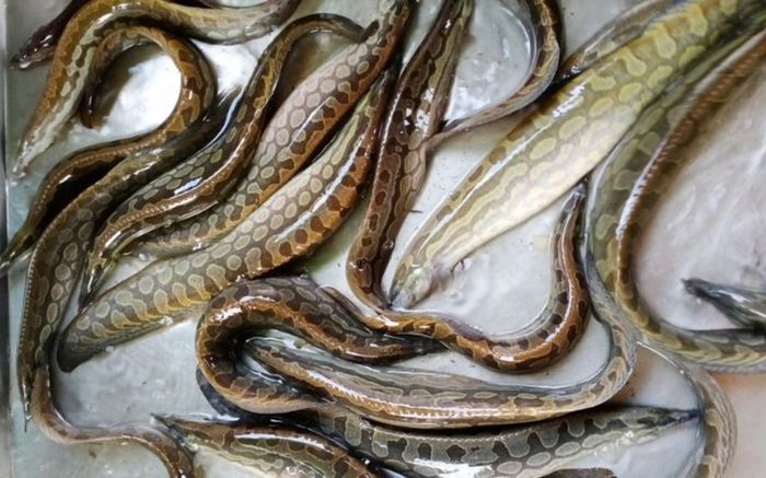 Loại cá nhìn giống rắn nước khiến nhiều người khiếp sợ, hóa ra lại là đặc sản miền Tây