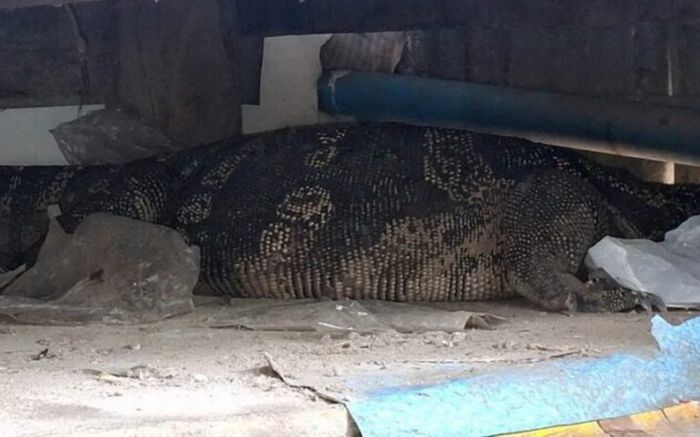 Con 'quái vật' khổng lồ bò vào nhà, bà cụ khóa cửa cầu cứu hàng xóm