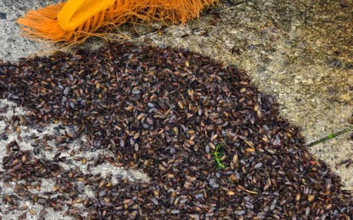 Du khách leo núi ám ảnh trước sự xuất hiện của một loài côn trùng, mùi hôi nồng nặc