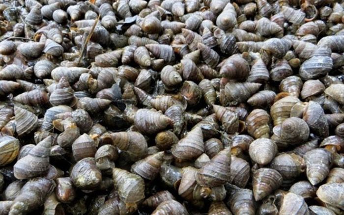 Loại ốc có tên nghe lạ nhưng từng là tuổi thơ của nhiều người vùng quê Việt Nam