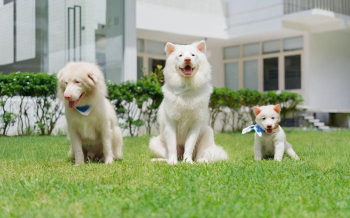 Tạm Biệt Gohan dẫn đầu phòng vé Việt với nội dung đáng suy ngẫm