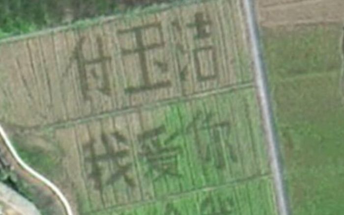 Người đàn ông thuê cả cánh đồng rộng 2,5 ha chỉ để làm một việc với bạn gái sau 10 năm yêu