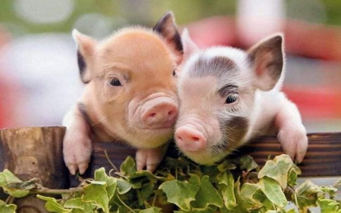 4 con giáp lúc đầu không nổi bật trong tập thể nhưng càng về sau càng sáng