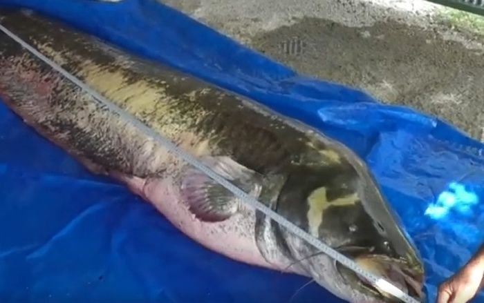 Người đàn ông câu được 'thủy quái nước ngọt' hơn 100 kg, vật lộn 2 giờ mới kéo được lên bờ