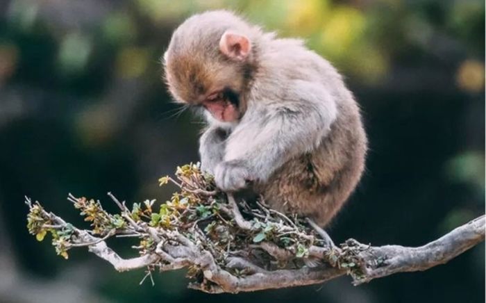 4 con giáp có xu hướng đổi vận sau khi thay đổi môi trường sống hoặc công việc