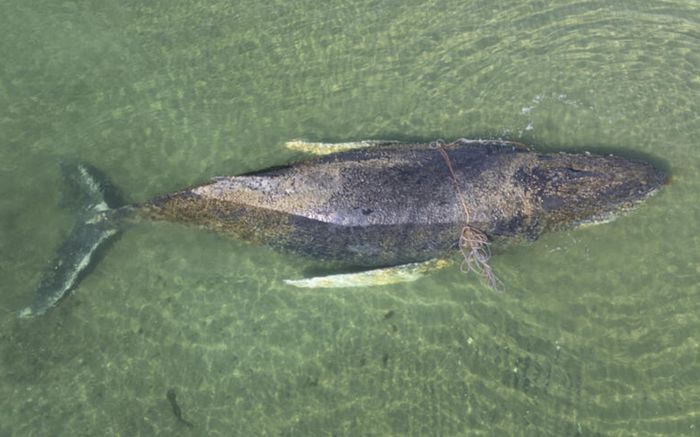 Cá voi lưng gù 'Timmy' đã được giải cứu thành công