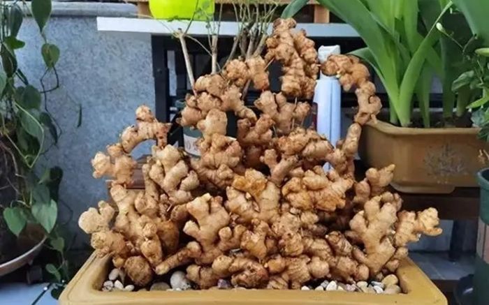 Trồng gừng trên bàn làm việc ở công ty, cô gái nhận kết quả gây trầm trồ