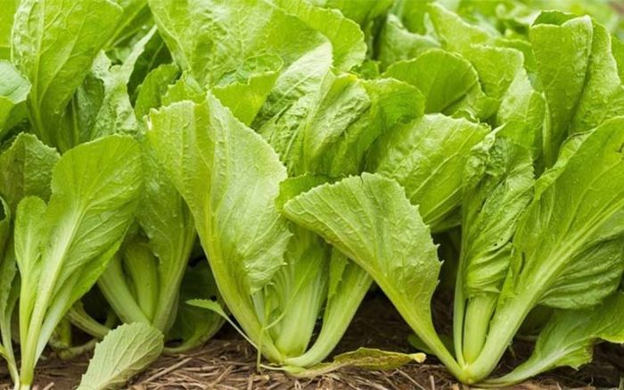 Loại rau được người Nhật đặc biệt yêu thích, ở Việt Nam bán đầy chợ với giá rất bình dân