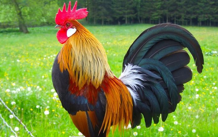 Tưởng vận đen đeo bám, ai ngờ 3 con giáp này lại sắp đón chuỗi ngày thuận lợi hiếm có