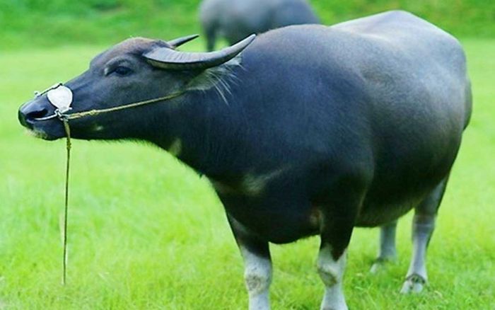 Không sinh ra trong nhung lụa nhưng 4 con giáp này càng trưởng thành càng dễ đổi đời