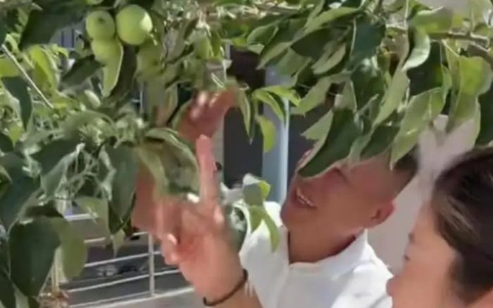 Người cha mua cây anh đào trên mạng về trồng, 3 năm sau ra trái khiến cả nhà ngã ngửa