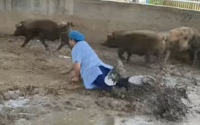 Chạy theo con lợn để tiêm thuốc, bác sĩ thú y gặp sự cố khó đỡ