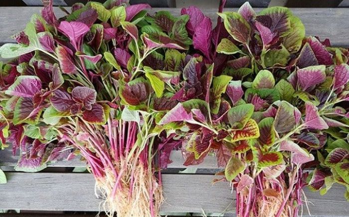 Loại rau quen thuộc chứa nhiều canxi hơn nhiều người nghĩ