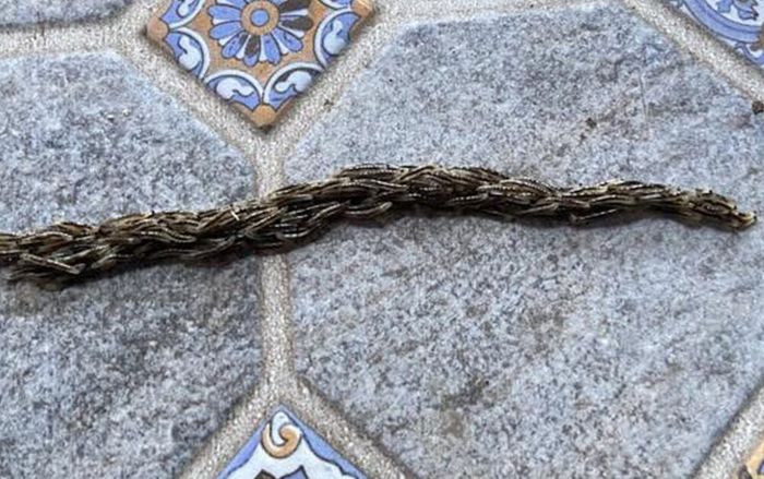 Hàng trăm sinh vật 'ôm nhau' bò thành hàng dài, cảnh tượng gây xôn xao