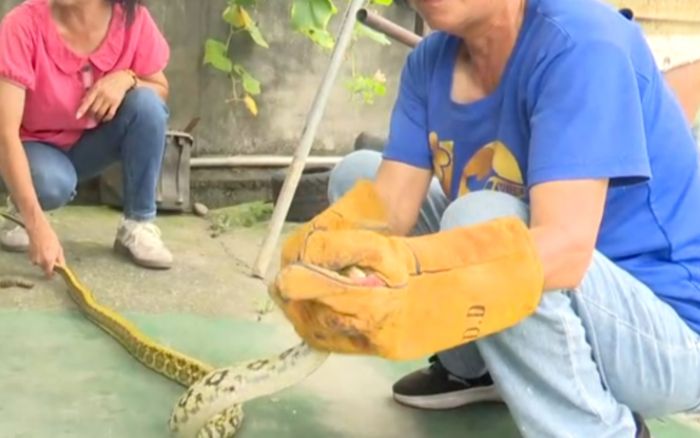 Con vật dài 1,8m xuất hiện trước cửa nhà, hành động của nữ trưởng thôn khiến người dân ngỡ ngàng
