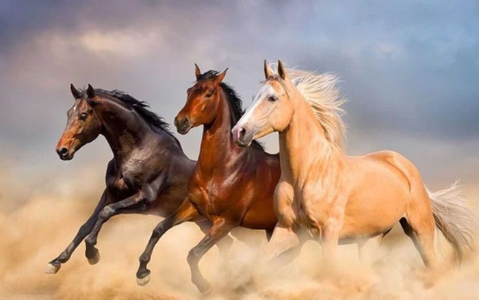 Những con giáp có 'duyên muộn nhưng bền', càng về sau cuộc sống càng suôn sẻ và ít biến động