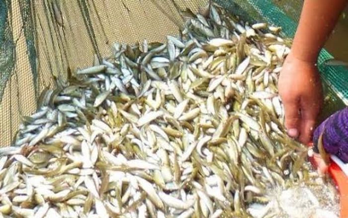 Loại cá chỉ có ở miền Tây, được ví như 'vàng dưới nước' và chỉ xuất hiện theo mùa