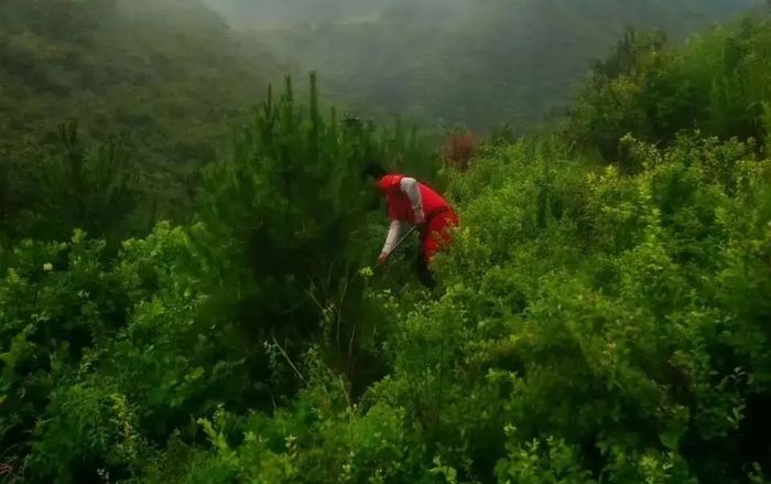 Cụ ông 75 tuổi mất tích bí ẩn khi chăn cừu trên núi, hơn một tháng vẫn 'bặt vô âm tín'