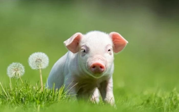 4 con giáp biết lắng nghe hơn tranh cãi, nhờ vậy cuộc sống ít sóng gió hơn người