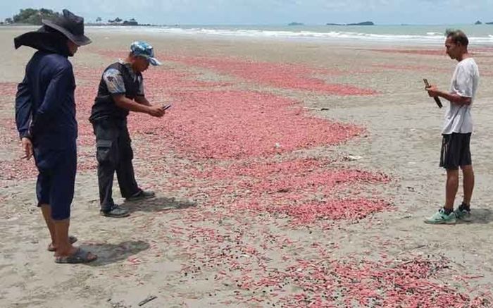Hàng triệu sinh vật lạ 'nhuộm đỏ' bãi biển, cảnh tượng hiếm gặp gây xôn xao