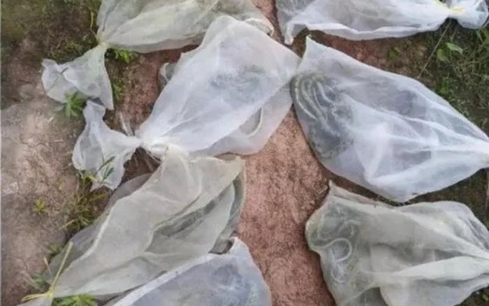 Người đàn ông thả 14 bao tải cột kín miệng lên núi để mừng sinh nhật, dân làng 'khiếp vía' khi biết thứ nằm bên trong