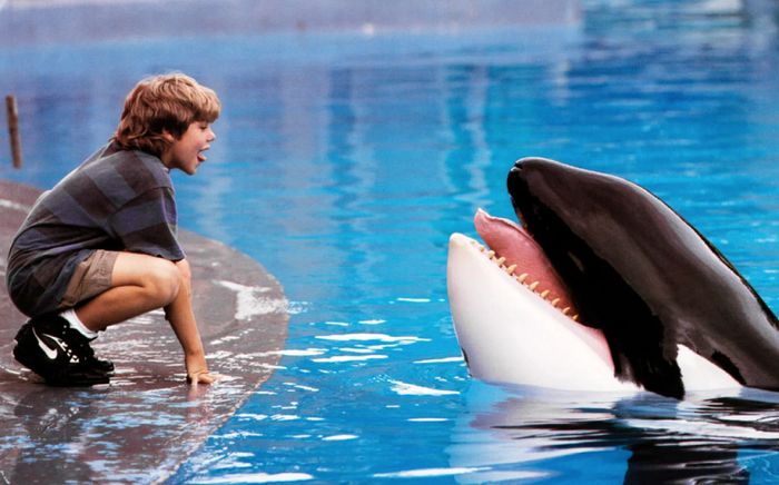 Warner Bros. tái khởi động dự án phim Free Willy